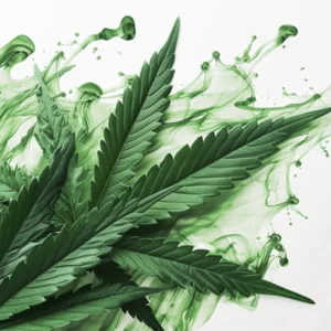 Cannabis